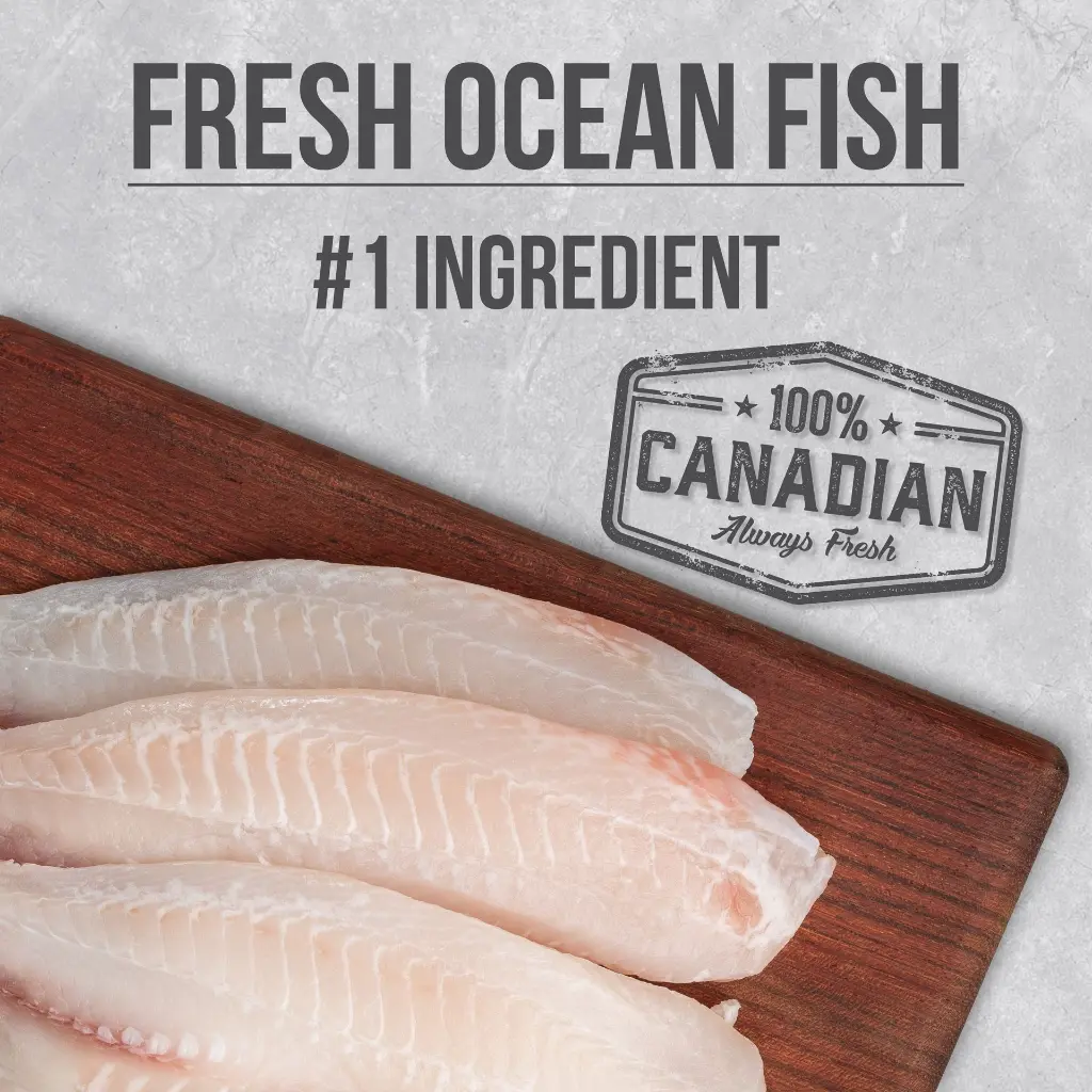 D6117-INF-Adult-Fish-10kg-7 (1).webp