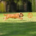 bionic-toss-n-tug-ring-disk_dog-toy-23-29-600x600.webp