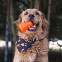 bionic-treat-shaker-8.webp